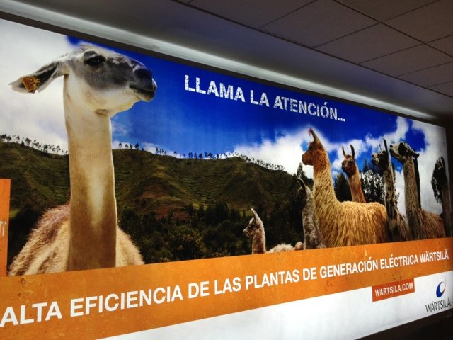 Llamas! Welcome to Peru!