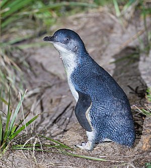 I want to take him home with me, adorable! Photo: Wikipedia