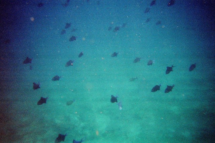 Swimming with a school of black fish. On our last day we swam with hundreds of them!