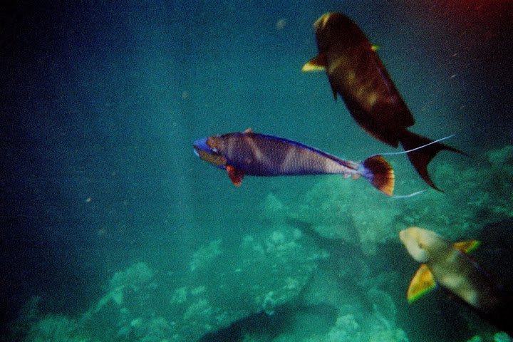 Teeming with fish!