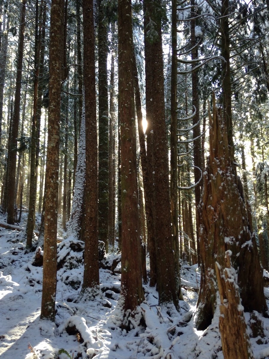 Just starting up the Mount Dickerman trail