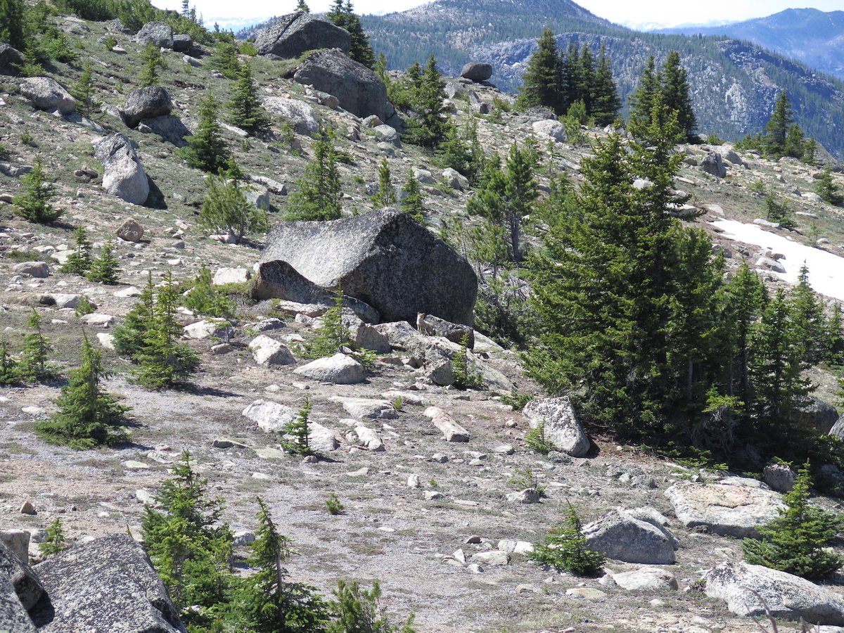 The best picture I could get of the coyote pup we found at the top of Rock Mountain. She (or he) is right in front of the large rock at the center of the photo.