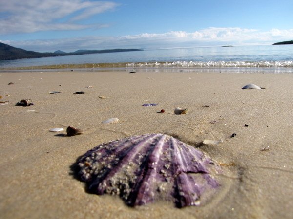 Hiking along Hazard Beach in Tasmania. Absolutely amazing