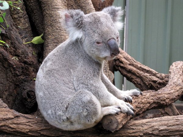 Koalas everywhere!