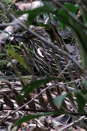 It's a camouflaged echidna!