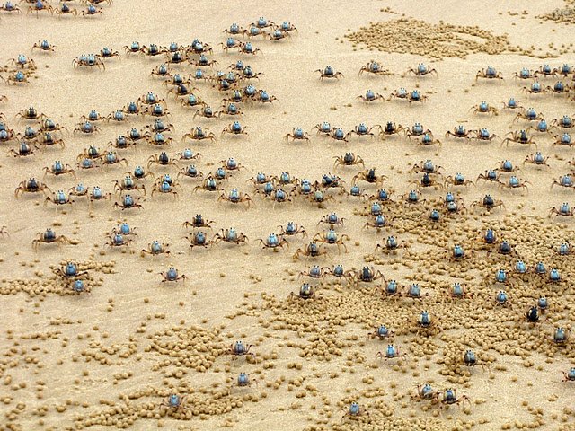 Soldier crabs everywhere, I love them!