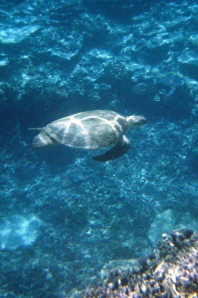 Sea turtle!