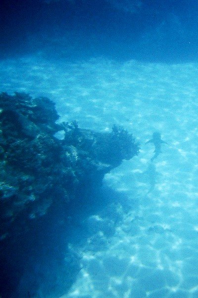 It's a reef shark!