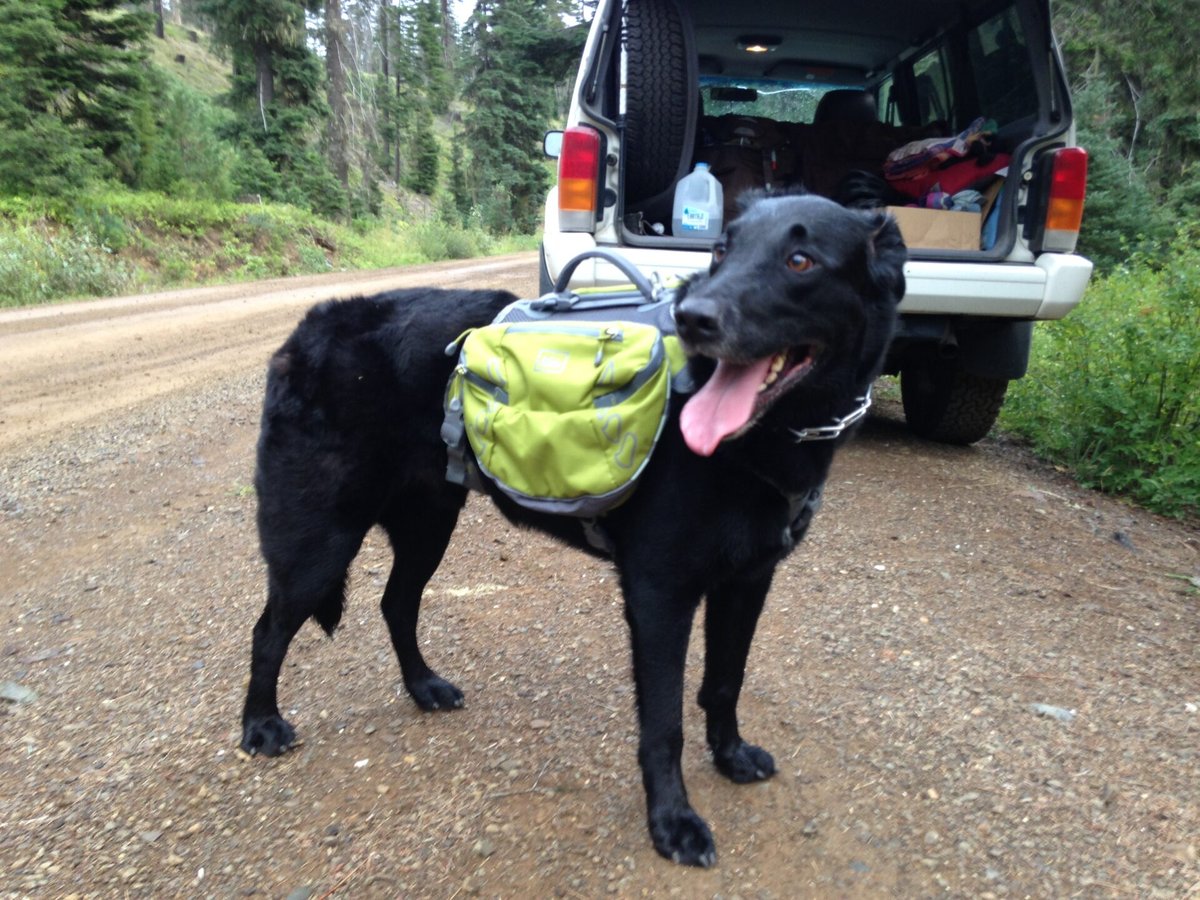 Even Jake dog got in on my REI gear extravaganza. I'm not sure if he's happy about it or not...